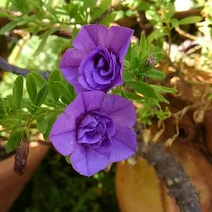 花*花