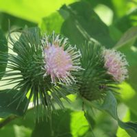 ゴボウ,ワクワクの花たち,可愛い花,今日のお花,いつも心に太陽をの画像