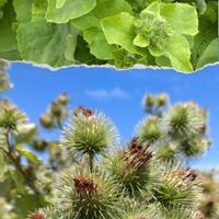ゴボウ,植物のある暮らし,放置栽培。,今日のお花,素敵な色の画像