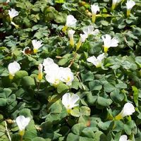 ネジバナ 捩花 の花言葉 意味や由来は ねじれた花の特徴とは Greensnap グリーンスナップ