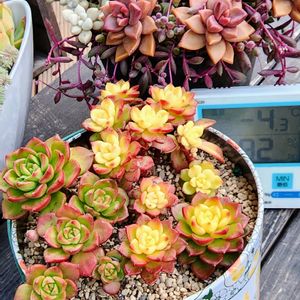 多肉大好き,植物のある暮らし,増やし中,多肉女子,日々の楽しみの画像