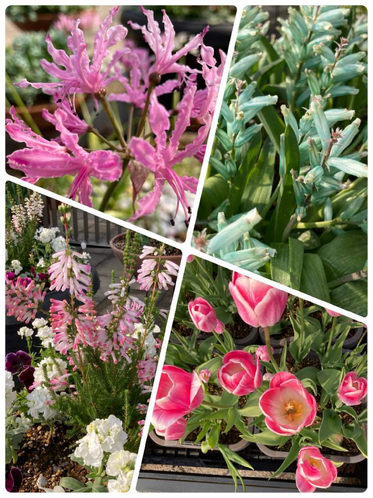 チュウリップの投稿画像 By アリッサム さん ネリネとエリカとラケナリア ビリディフローラとお出かけ先 23月1月11日 Greensnap グリーンスナップ Greensnap グリーンスナップ