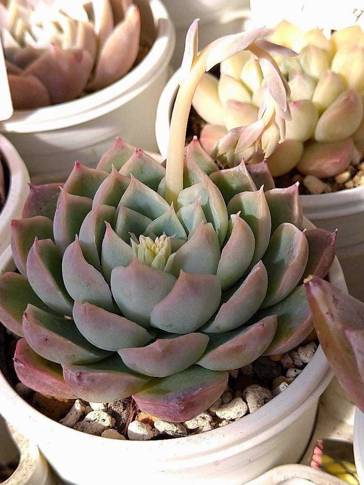 多肉植物 花月夜 抜き苗 エケベリア 【公式通販】