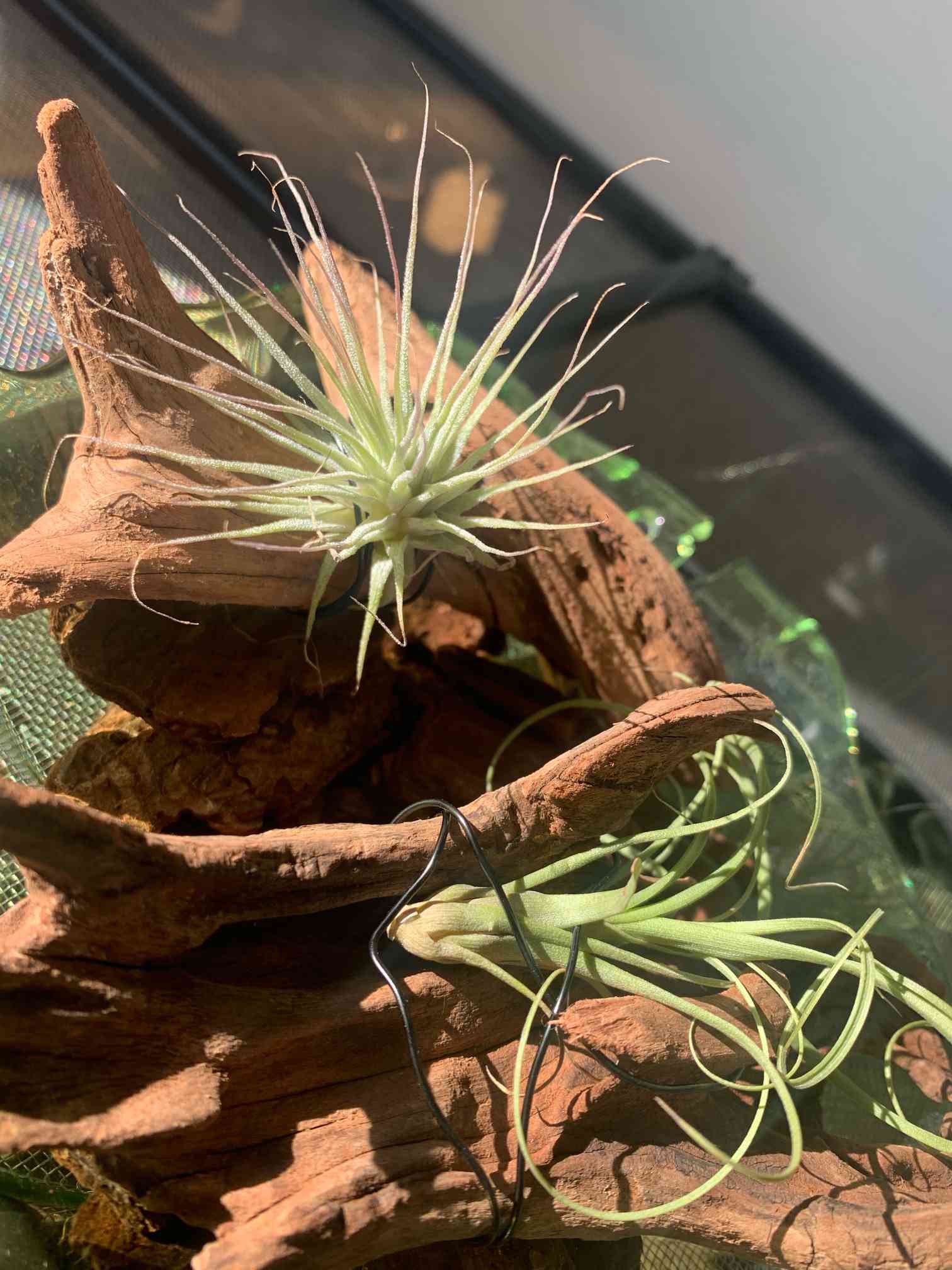 チランジア成長記録｜🍀GreenSnap（グリーンスナップ）