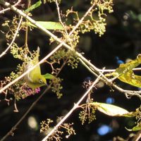 ムラサキシキブ,鳥のいる風景,里山大好き協会,山野草大好き協会,フラワーパークの画像