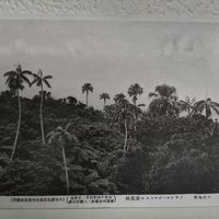 ヘゴ,オガサワラビロウorノヤシ,オガサワラビロウ,ノヤシ,ヤシの画像