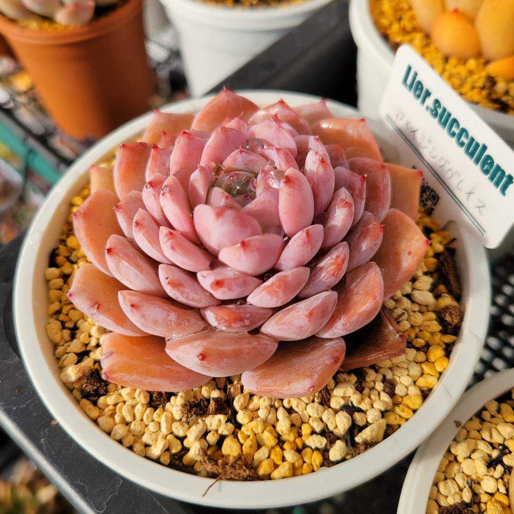 ෆ˚*感謝セールෆ˚* アメイジンググレイス 1苗 抜き苗 寄せ植え 多肉植物 ミ*マ様 アメイジンググレイス 抜き苗 エケベリア 多肉植物 約
