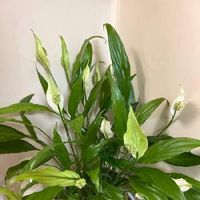 スパティフィラムの育て方 植え替えや株分けのやり方は 花が終わったら Greensnap グリーンスナップ