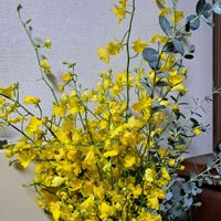 オンシジューム,ユーカリグリーニー丸葉,感謝,穏やかに,きいろいお花の画像