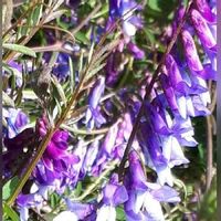 ネジバナ 捩花 の花言葉 意味や由来は ねじれた花の特徴とは Greensnap グリーンスナップ