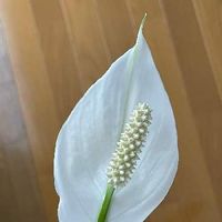 スパティフィラムの育て方 植え替えや株分けのやり方は 花が終わったら Greensnap グリーンスナップ