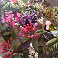 におい桜,ルクリア,お気に入り♡,しぞーか勢,おうち園芸の画像