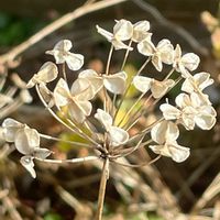 ニラ,花壇,ガーデニング,山野草,野菜の花の画像