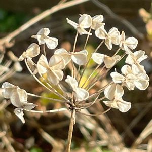 ニラ,花壇,ガーデニング,山野草,野菜の花の画像