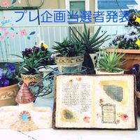 松の雪,ハオルチア 白蝶,ハオルチア・五重塔,ハオルチア 十二の巻錦,多肉植物の画像