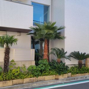 寄せ植え,大型観葉植物,お出かけ先の画像