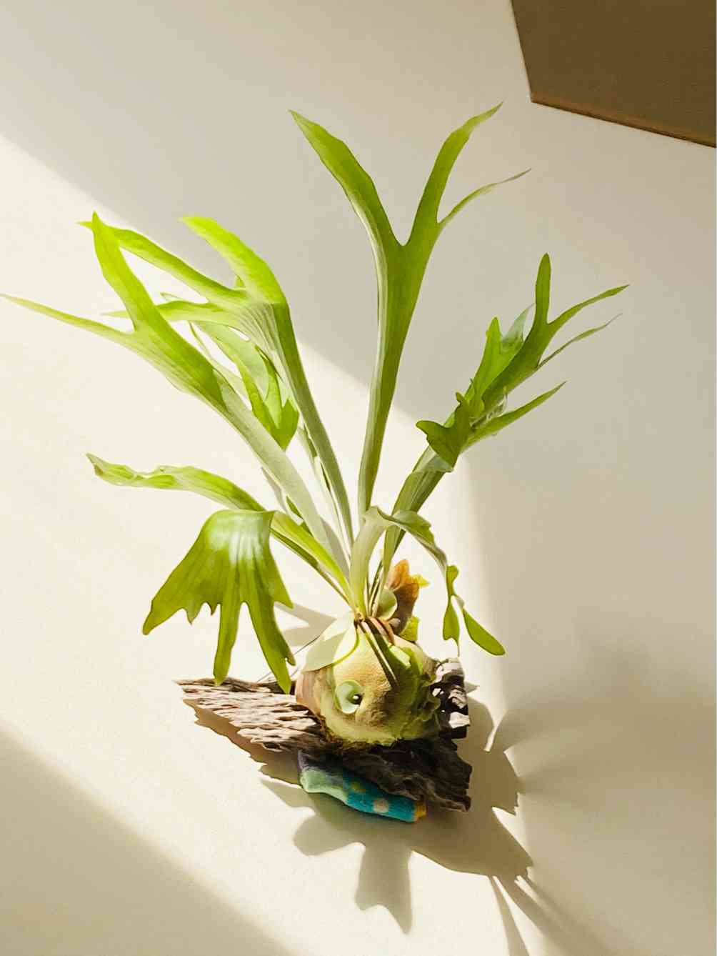 ビカクシダ・シャンカ(shankha) ① 長期養生株 Yahoo!オークション - P. 'Shankha' 白法螺 【vandaka】ビカクシダ シ