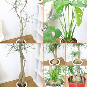 ブラキキトン ルペストリス,ポニーテール ノリナ,モンステラ デリキオーサ,観葉植物,塊根植物の画像