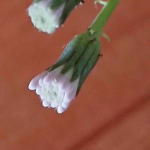 ちっちゃいものクラブ,金曜日の蕾たち,東北人花の会,チーム魔女っ子,これなんだろうクラブの画像