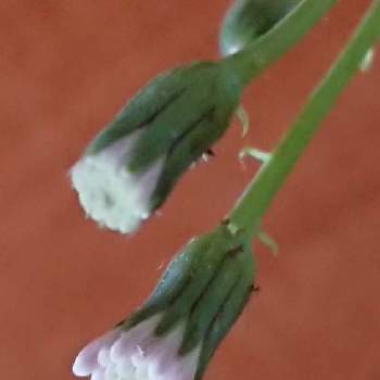 クレピドマネスの画像