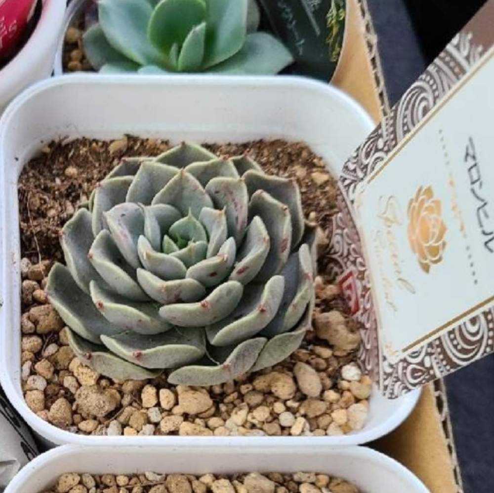 マルーンヒルの成長記録🌰🤎｜🍀GreenSnap（グリーンスナップ）