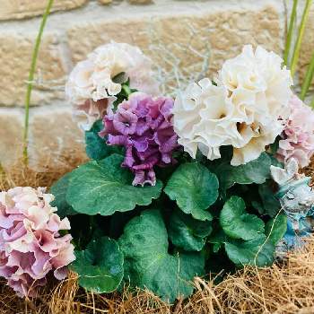 ダリア,GSのみなさんに感謝♡,素敵な出会いに感謝,秋田国際ダリア園,GSの繋がりに感謝♡の画像