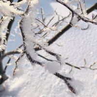 ジューンベリー,樹氷,北海道,寒い,ジューンベリー*の画像