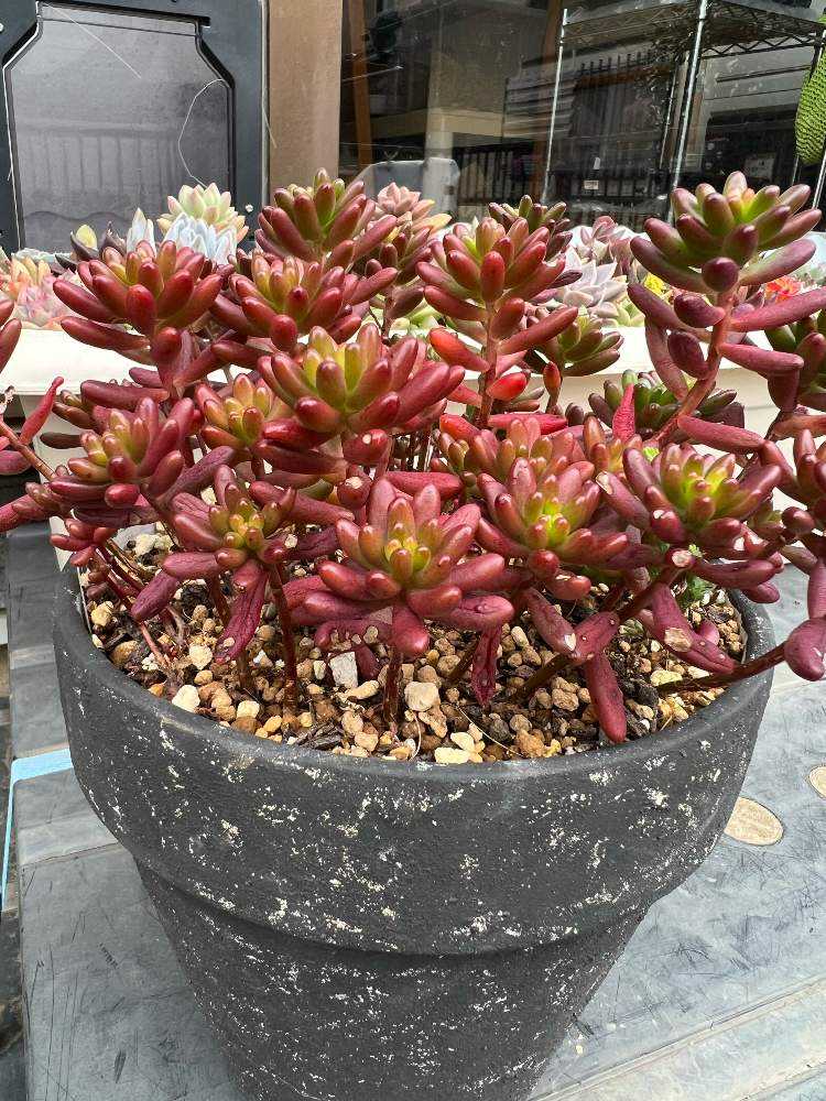 虹の玉が溢れるまで｜🍀GreenSnap（グリーンスナップ）