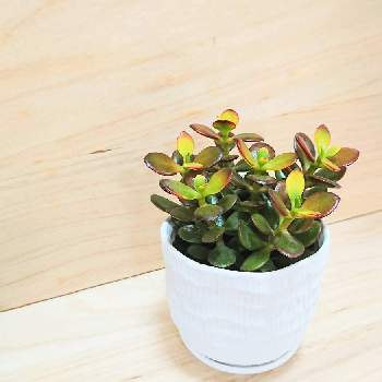 ボタニカルラウンジ西武池袋店のアルバム Greensnap グリーンスナップ