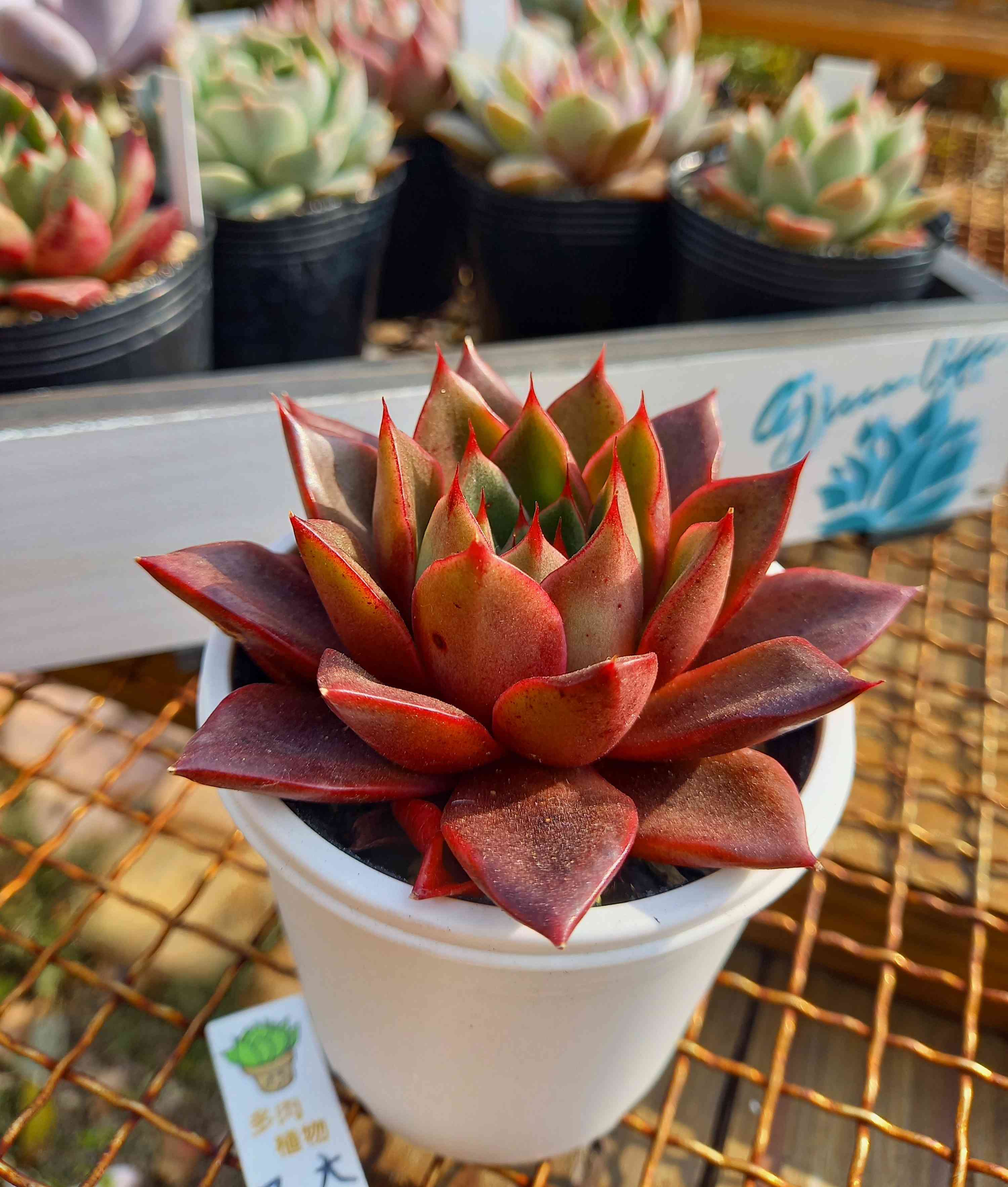 多肉植物　大和美尼　抜き苗　エケベリア 大和美尼（やまとみに）