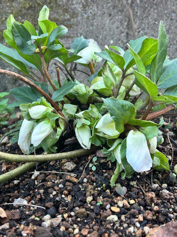 カン クリスマスローズ 株分け SSブラウニー カン クリスマスローズ 株分け SSブラウニー カン様専用 クリスマス