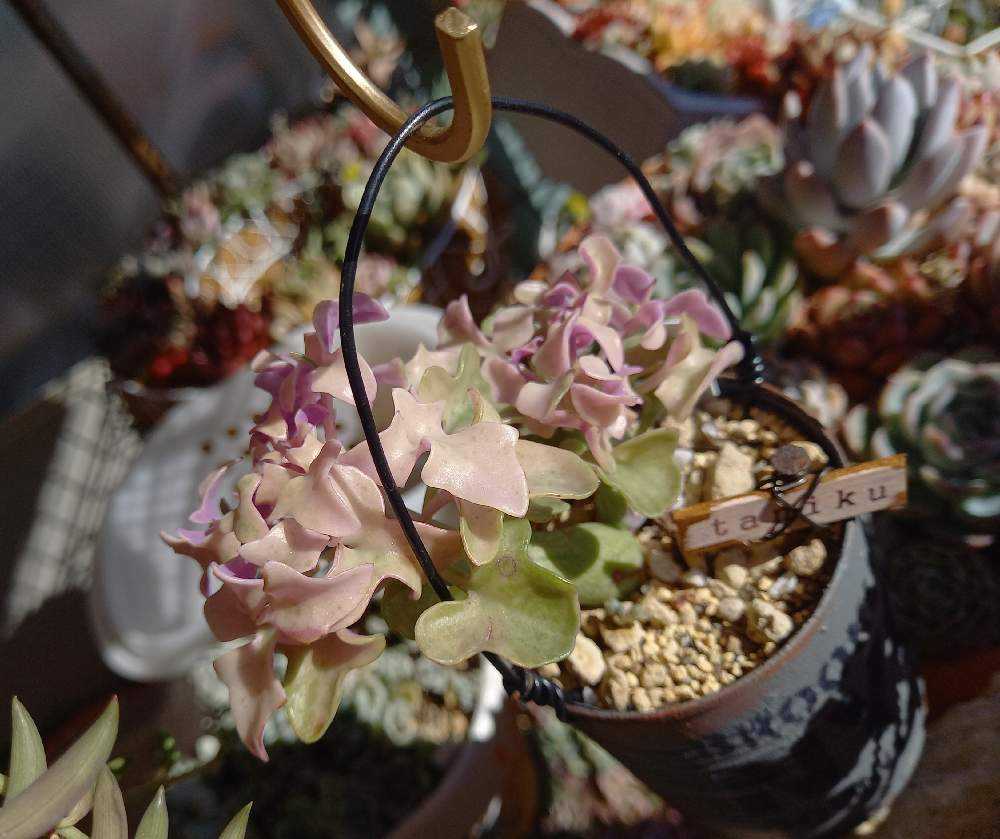 602🌹👰七宝樹錦 ｜🍀GreenSnap（グリーンスナップ）