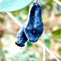ギンバイカ(マートル),おひさま,実を愛でる,木と風の画像
