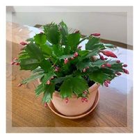 シャコバサボテンの育て方を徹底解説 植え替えや土の選び方 剪定や挿し芽のやり方は Greensnap グリーンスナップ