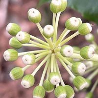 ヤツデ,庭木,山野草,樹木,ウコギ科の画像