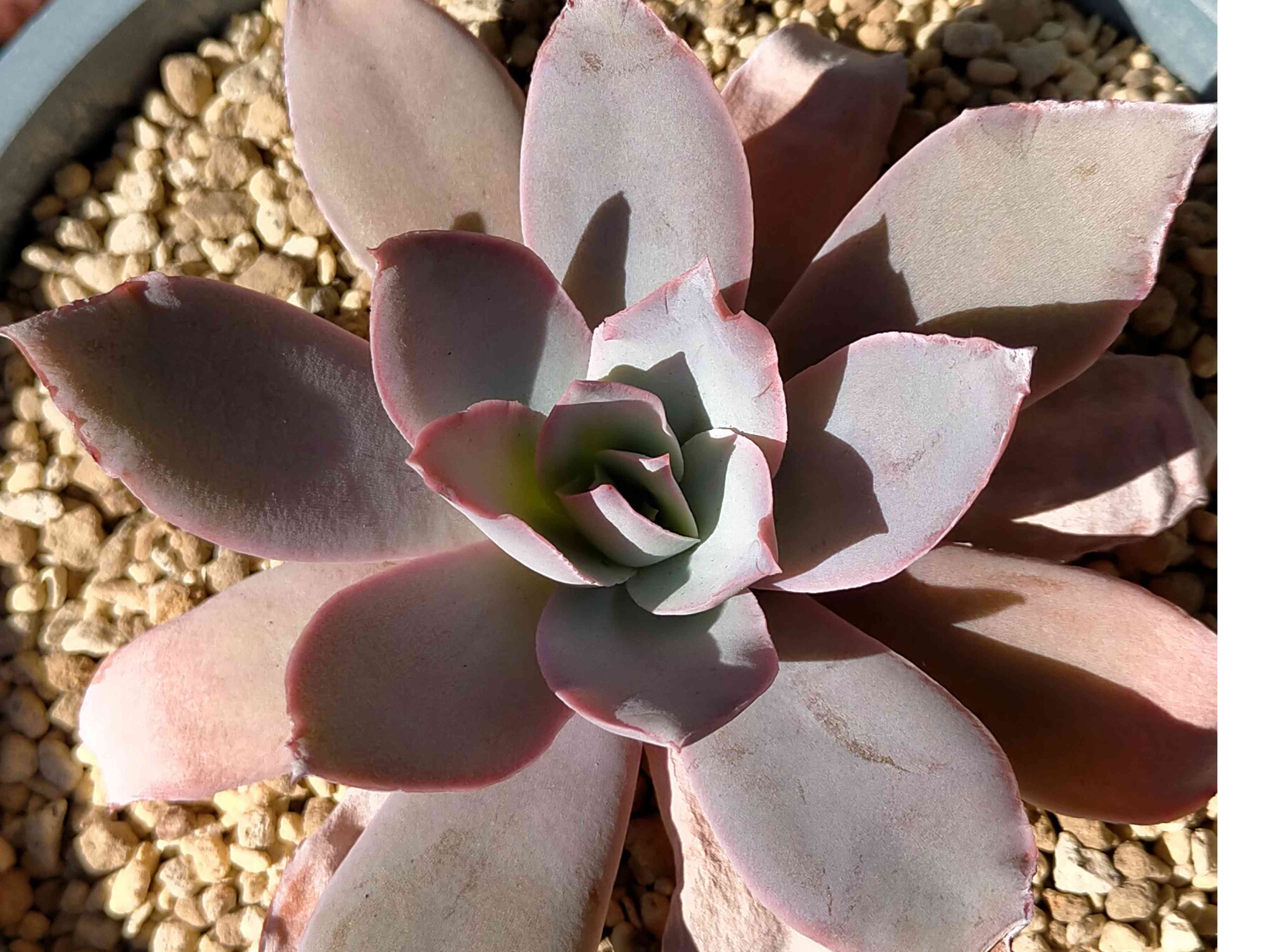 カンテの成長めちゃ早｜🍀GreenSnap（グリーンスナップ）