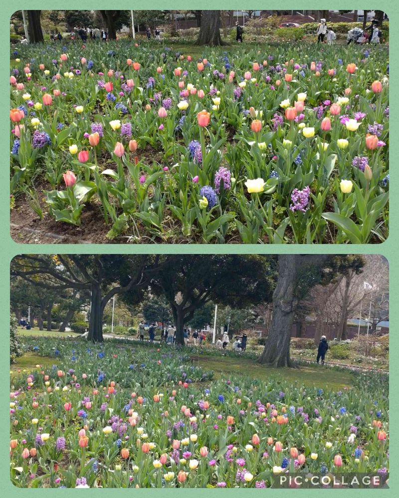 らとさんの山下公園への投稿