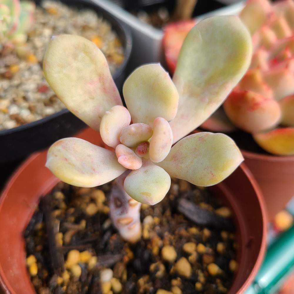 元禄美人 の成長記録💗👗｜🍀GreenSnap（グリーンスナップ）