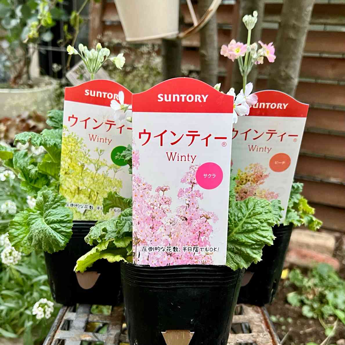 ウインティー育ててみた🪴2023｜🍀GreenSnap（グリーンスナップ）