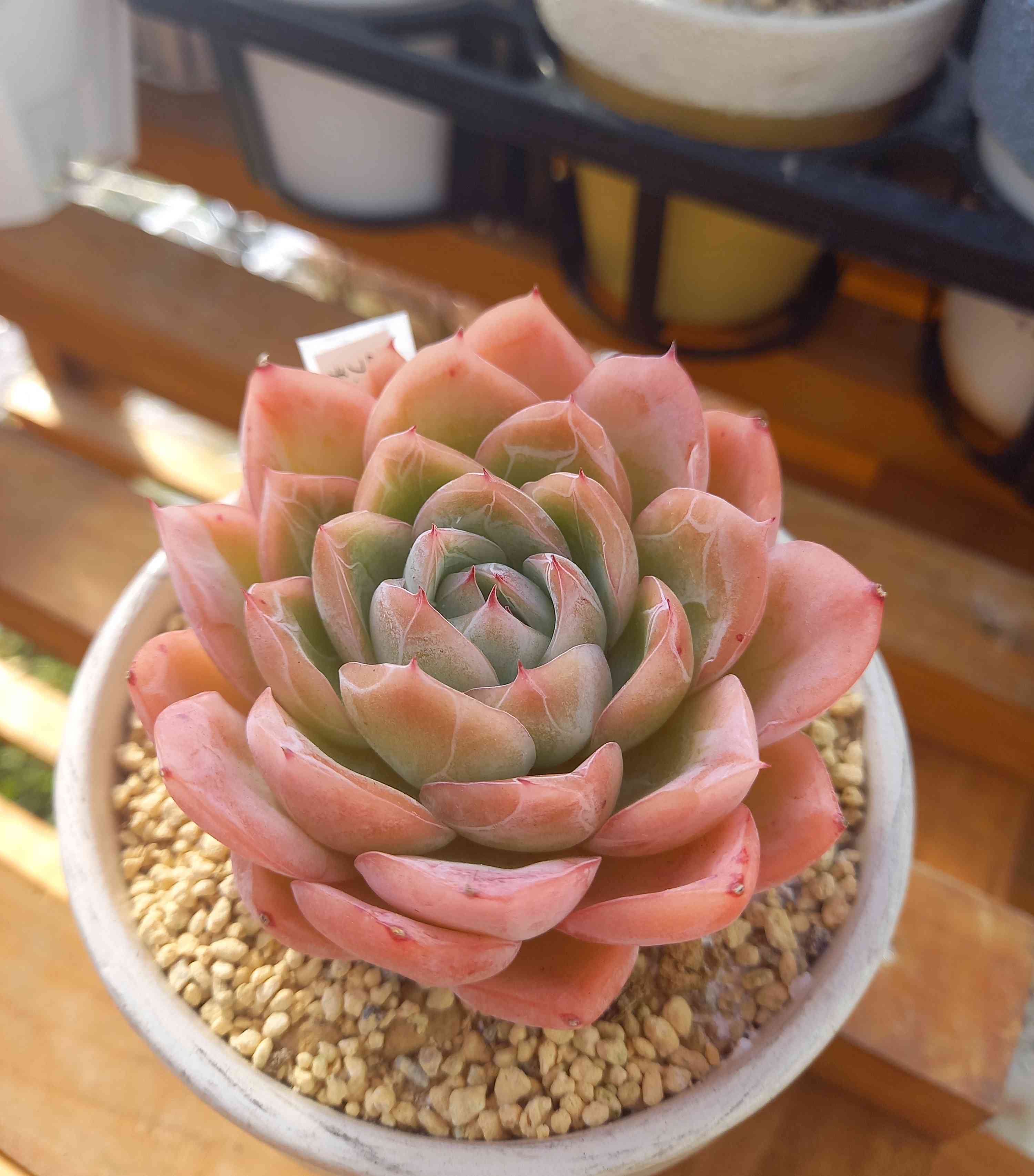 チェリー 多肉植物 1673778476119_891357_20230115_