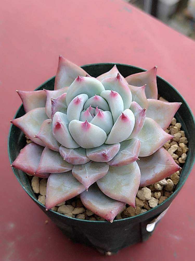 Mさん苗 コロラータ80✖51｜🍀GreenSnap（グリーンスナップ）