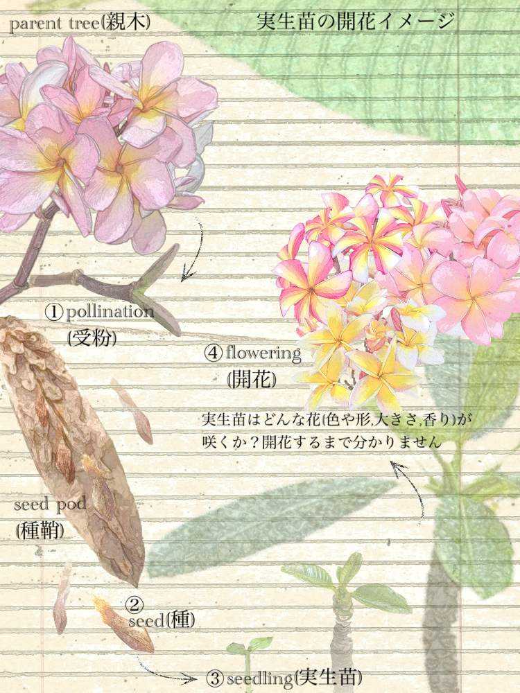 ちょっと待って！プルメリアの実生苗を買う前に｜🍀GreenSnap