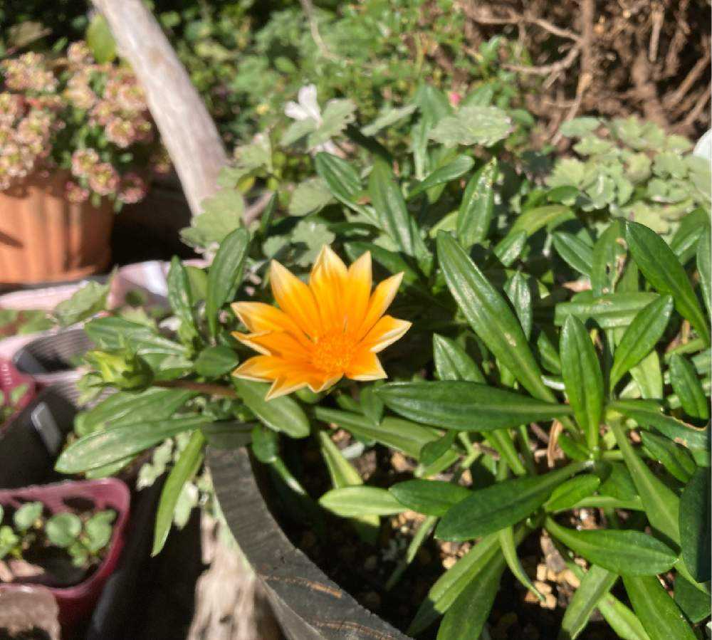 3年目のお花咲きました❣️PW『ガザニアビーストカナリアスマイル