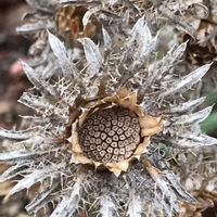 アザミ,アザミの花後,自然は面白い,お出かけ先の画像