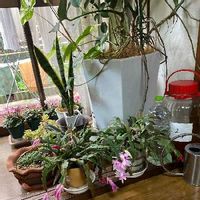 シャコバサボテンの育て方を徹底解説 植え替えや土の選び方 剪定や挿し芽のやり方は Greensnap グリーンスナップ