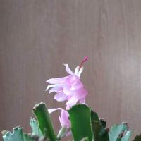 シャコバサボテンの育て方を徹底解説 植え替えや土の選び方 剪定や挿し芽のやり方は Greensnap グリーンスナップ