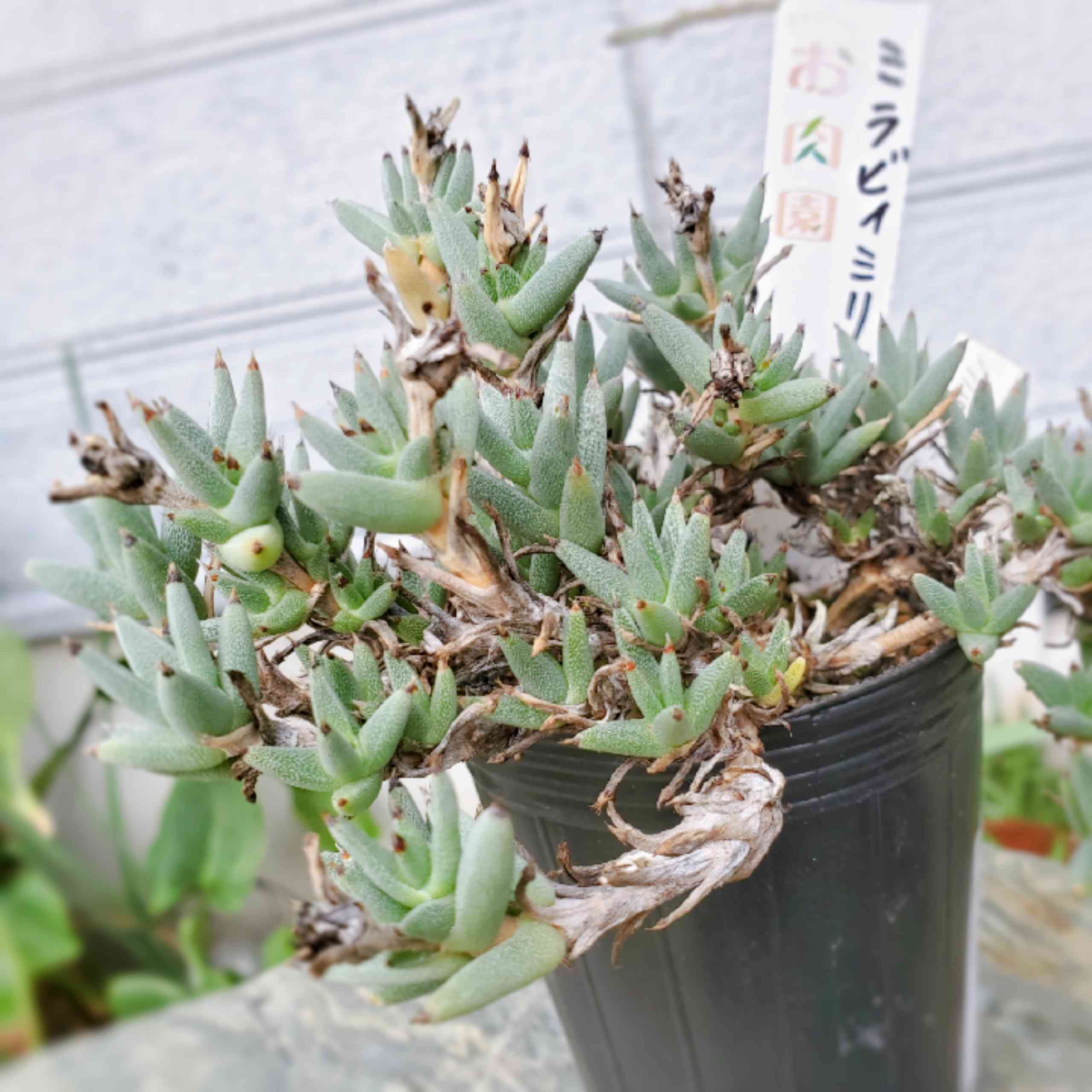 トリコディアデマ　ミラビレ　模様木 トリコディアデマ ミラビレ 模様木