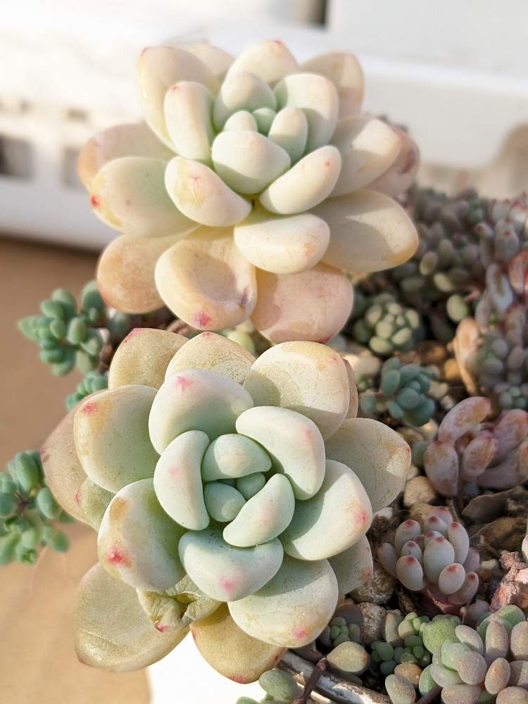 オーロラブルーの投稿画像 By みーぽんさん セダム属と多肉植物と寄せ植えとおうち園芸とド真ん中の日と多肉女子と多肉植物の紅葉とセダム属と多肉植物と寄せ植えとおうち園芸とド真ん中の日と多肉女子と多肉植物の紅葉 23月1月16日 Greensnap グリーンスナップ