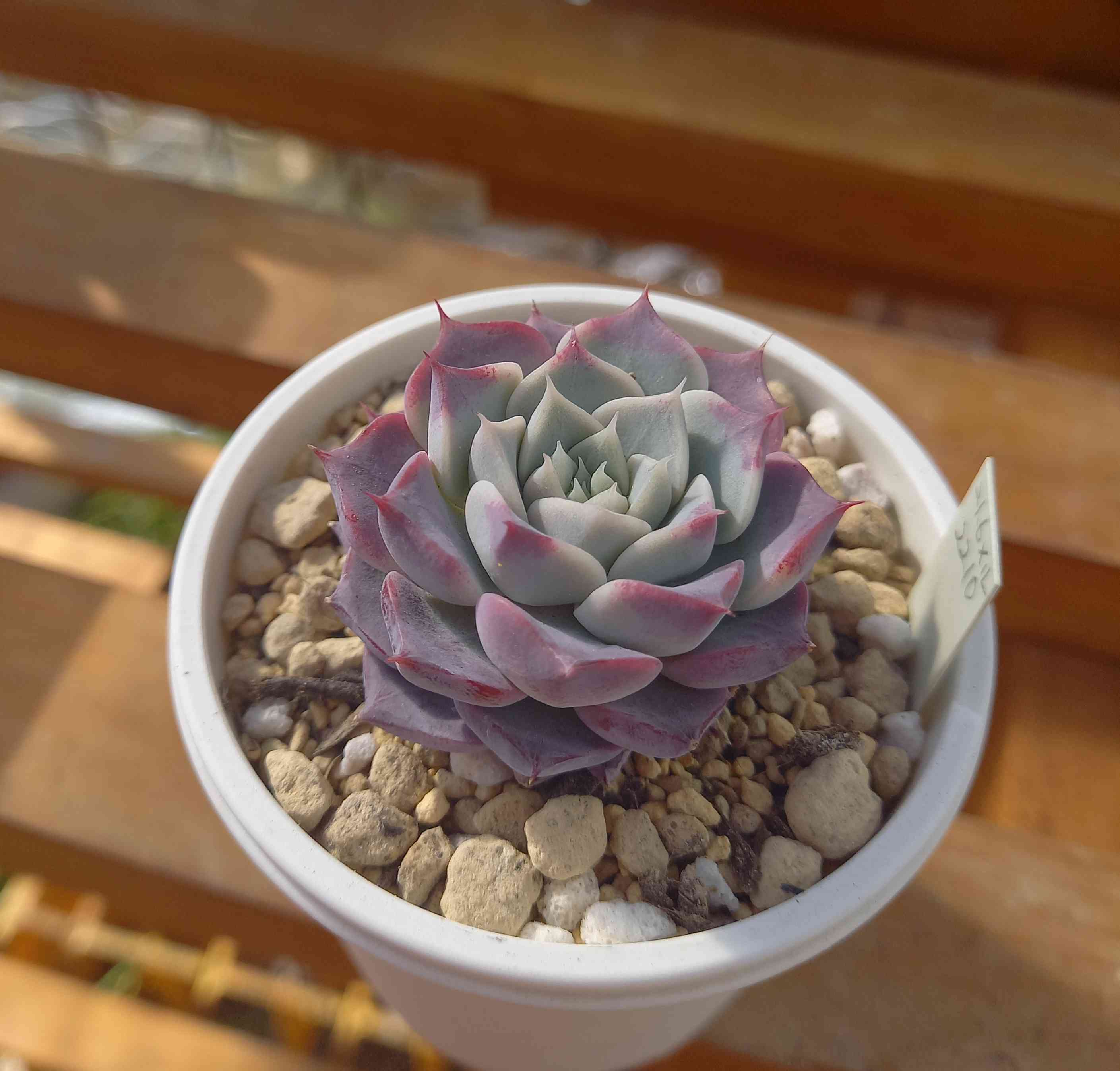 Y*y様 D527×21株 ヒューミリス 抜き苗 多肉植物 エケベリア サボテン 1579078789887_133347_20200115_
