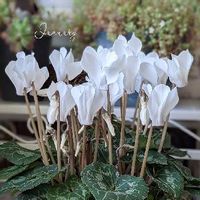 ヘリクリサムの花言葉 種類や花の特徴 精油の効能は Greensnap グリーンスナップ